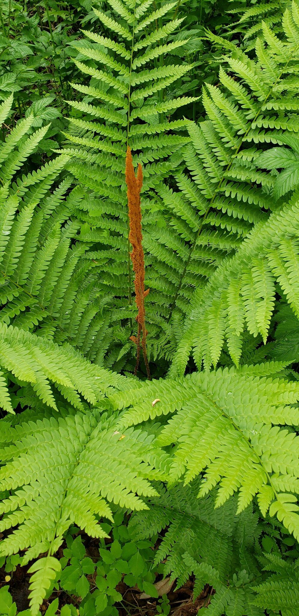Close-up of Cinnamon Fern