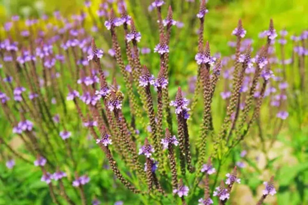 Blue Vervain