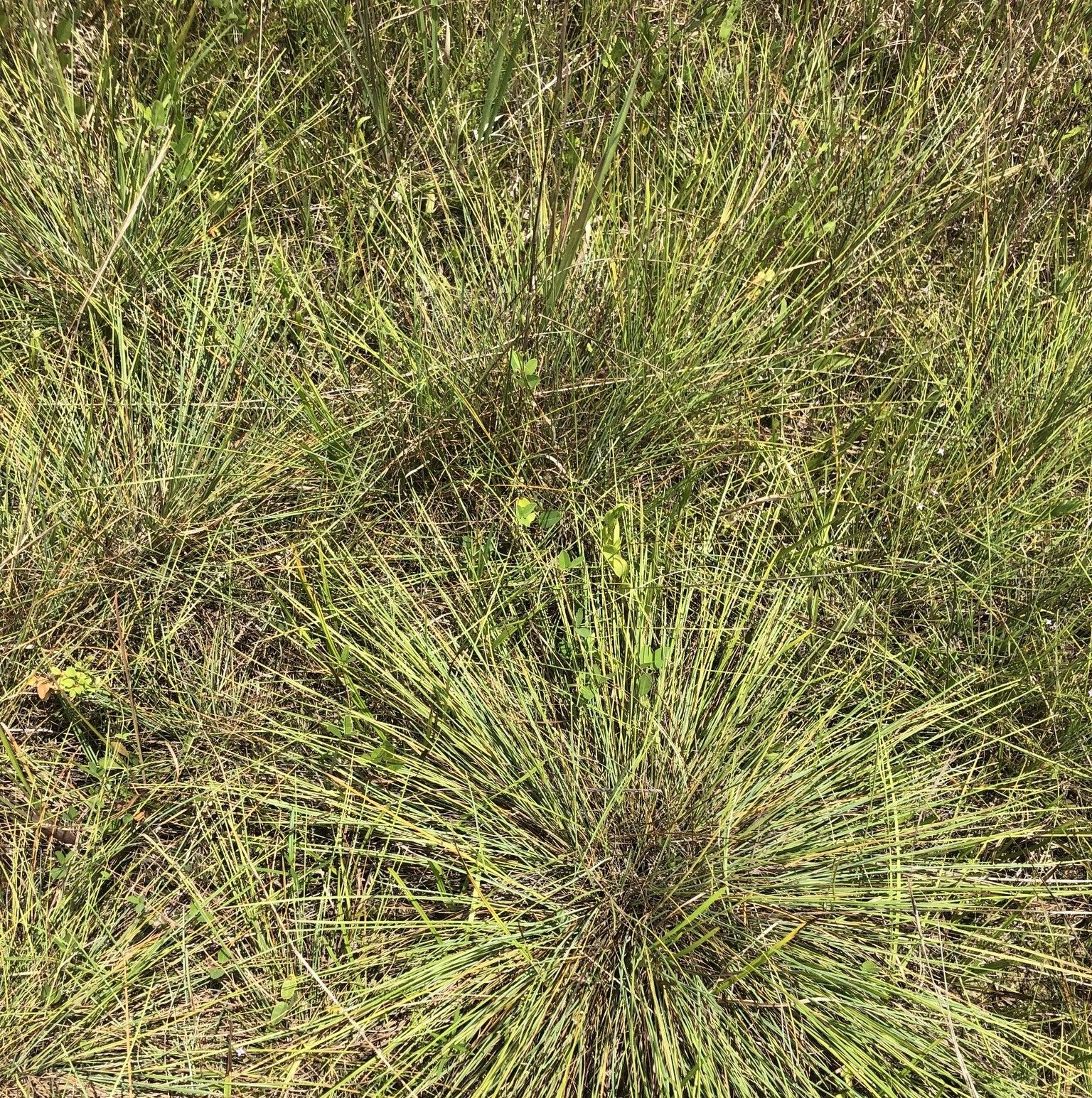 Close-up of Pineywoods Dropseed