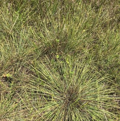 Close-up of Pineywoods Dropseed