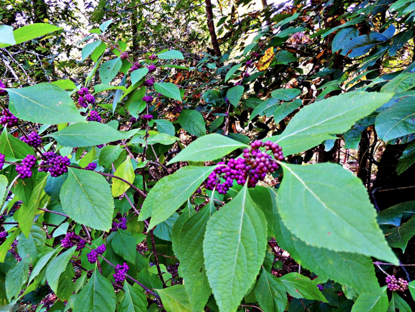 American Beautyberry Callicarpa americana growing in part shade in a Texas landscape.