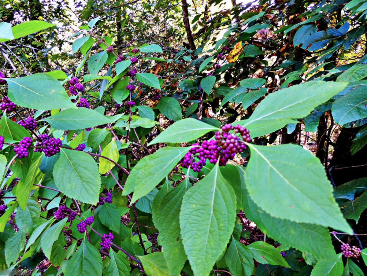 American Beautyberry Callicarpa americana growing in part shade in a Texas landscape.