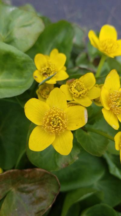 Close-up of Marsh Marigold