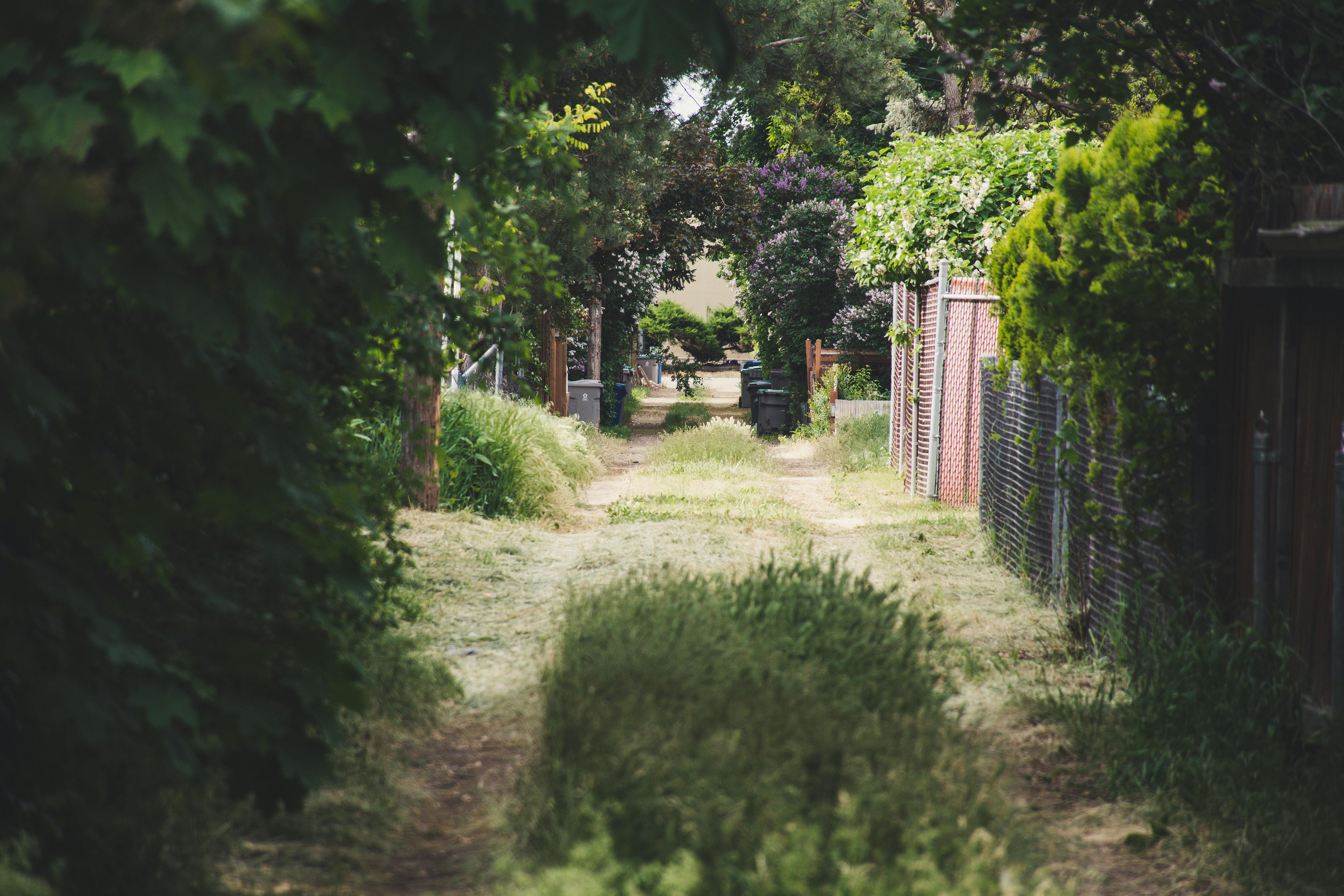 a highly vegetated alleyway in a relatively urban setting
