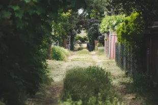 a highly vegetated alleyway in a relatively urban setting