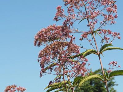 Close-up of Hollow Joe Pye Weed