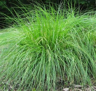 Close-up of Appalachian Sedge
