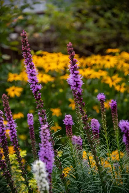a layered bed of purple and yellow native flowers