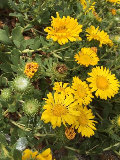 Close-up of Coastal Gumweed