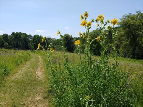 Missouri Native Plants List 11 Amazing Wildflowers My Home Park