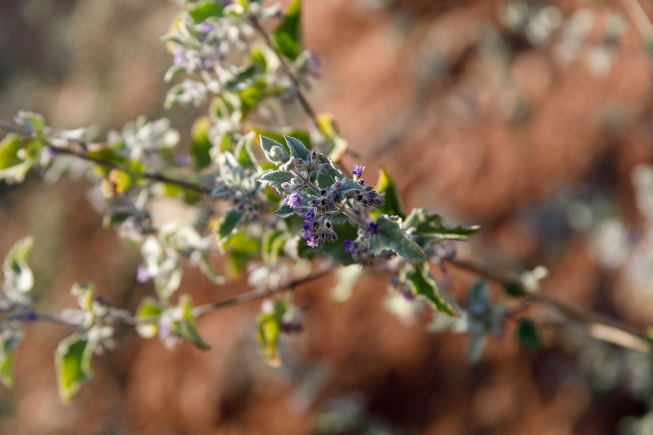 Close-up of Desert Lavender