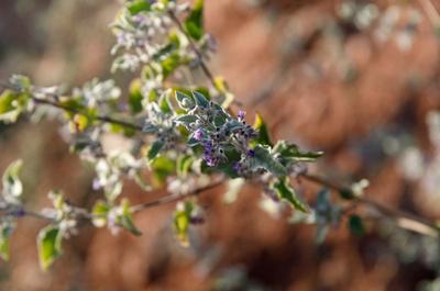 Close-up of Desert Lavender