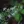 Close-up of Calico Aster