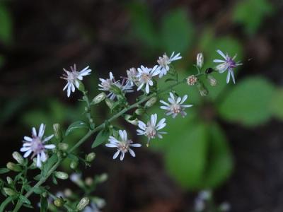 Close-up of Calico Aster
