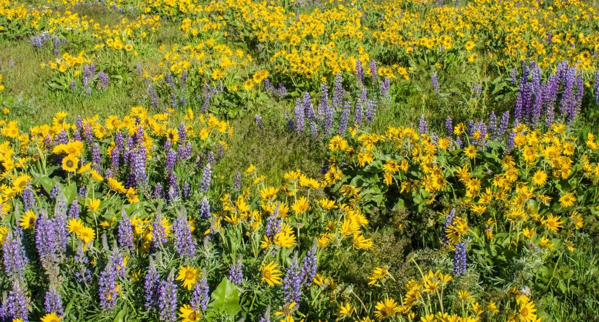 field of native plants