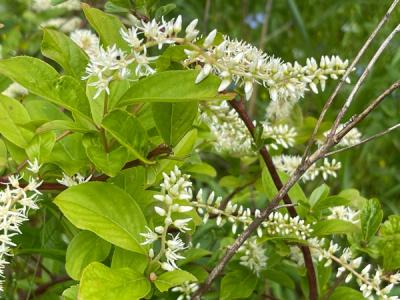 Close-up of Virginia Sweetspire