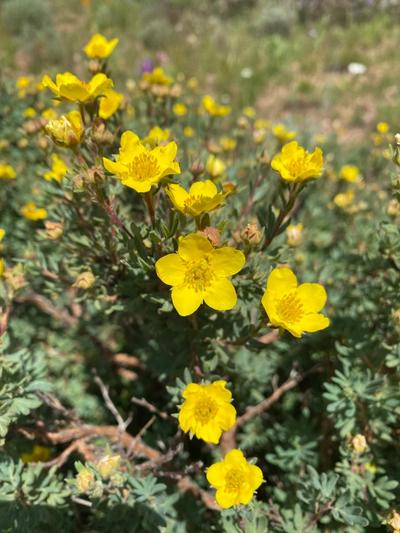 Close-up of Shrubby Cinquefoil