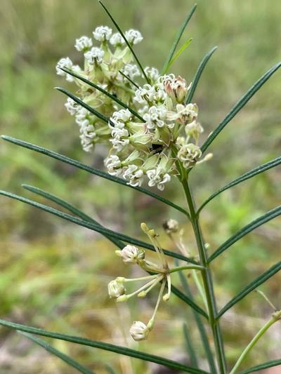 Close-up of Whorled Milkweed