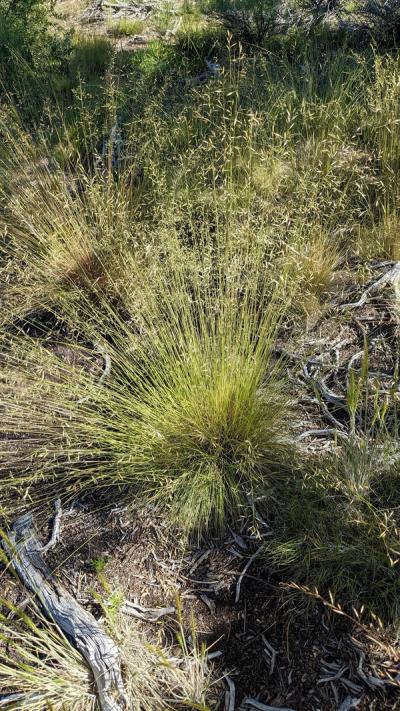 Close-up of Idaho Fescue