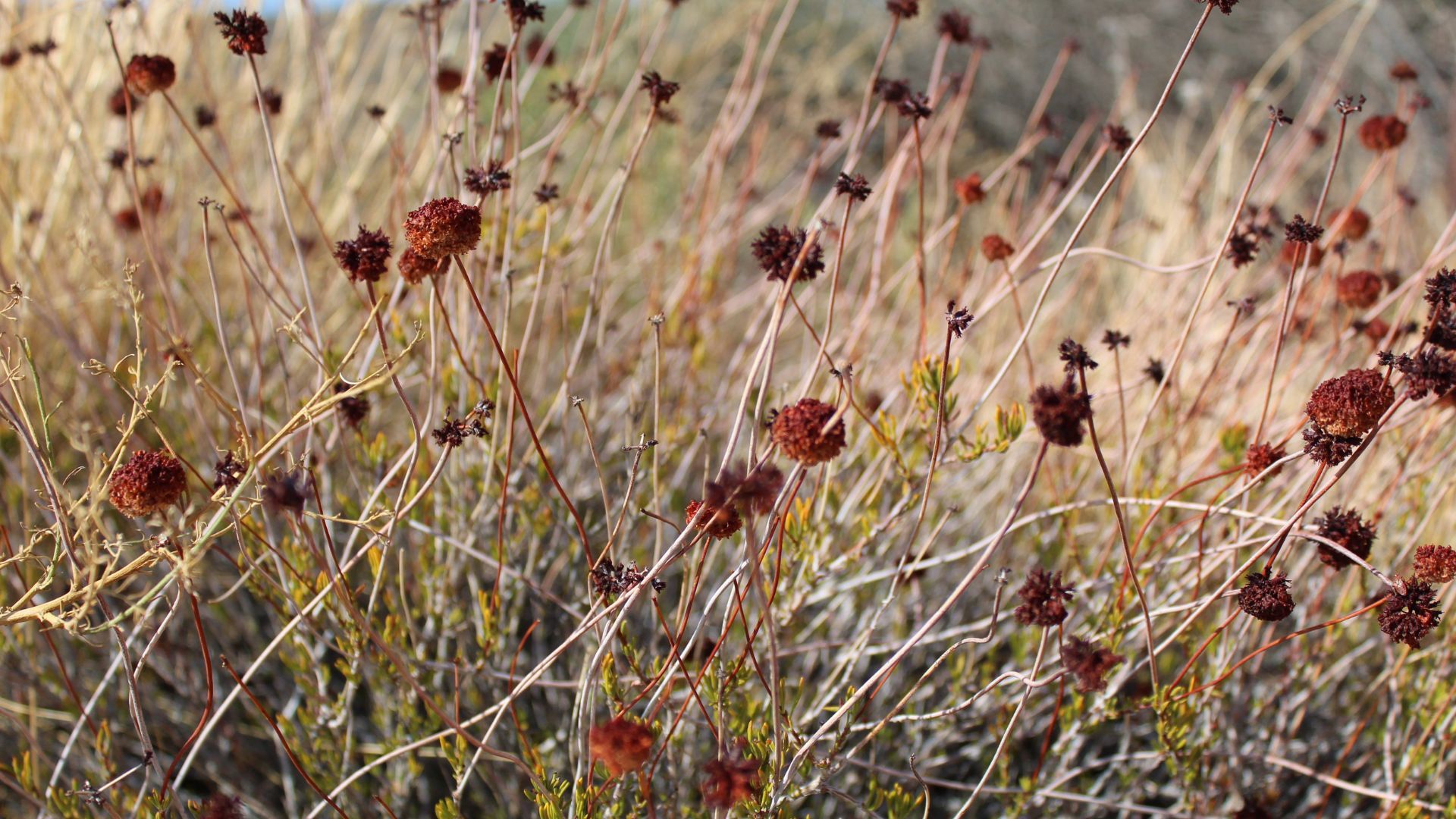 Rusty seed heads of California buckwheat in fall