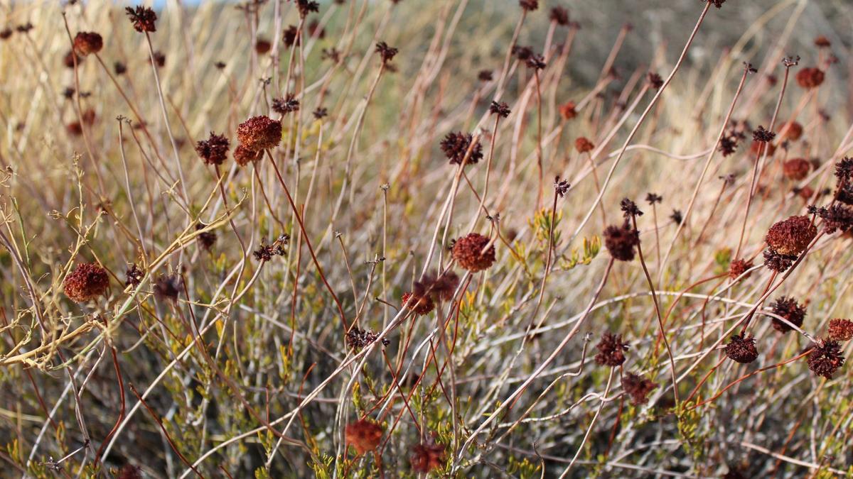 Rusty seed heads of California buckwheat in fall