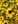 Close-up of Brown-Eyed Susan