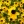 Close-up of Brown-Eyed Susan