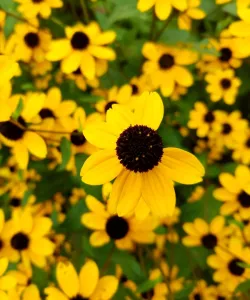 Close-up of Brown-Eyed Susan