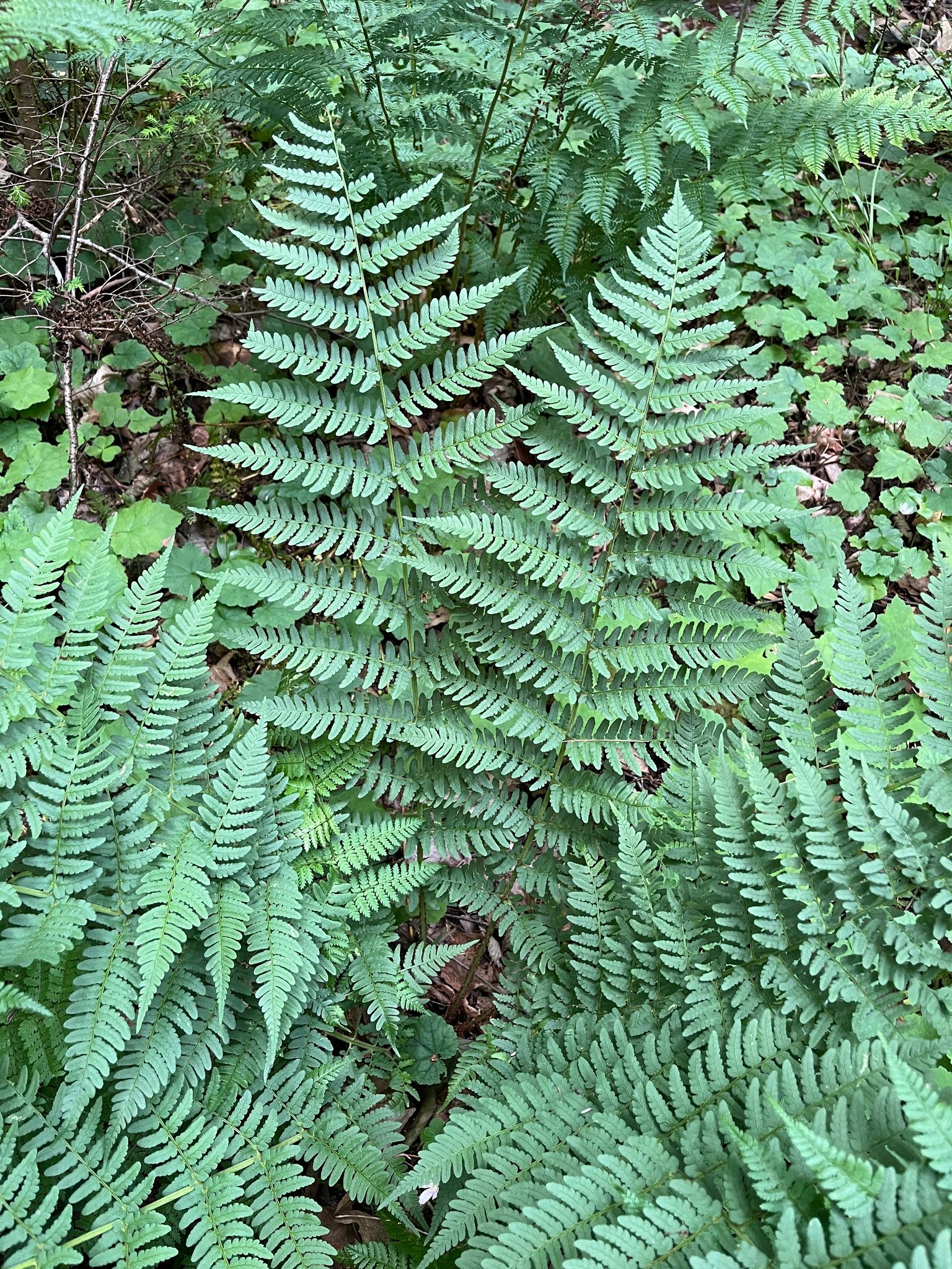 Close-up of Marginal Wood Fern