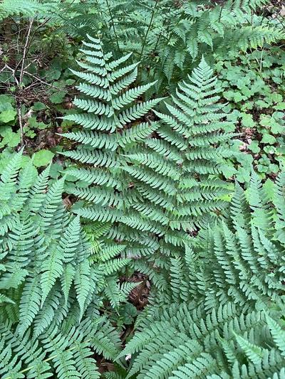 Close-up of Marginal Wood Fern