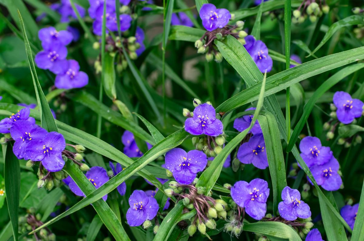 Ohio Spiderwort