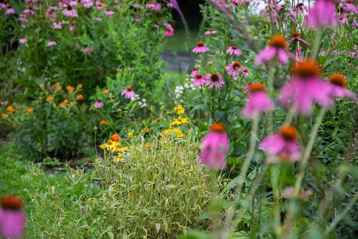a pollinator garden featuring purple coneflowers and other native plants