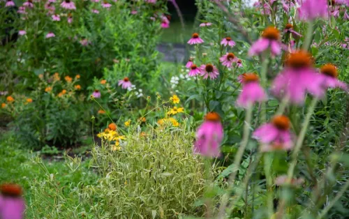a colorful native plant garden with purple coneflower, coreopsis, and penstemon