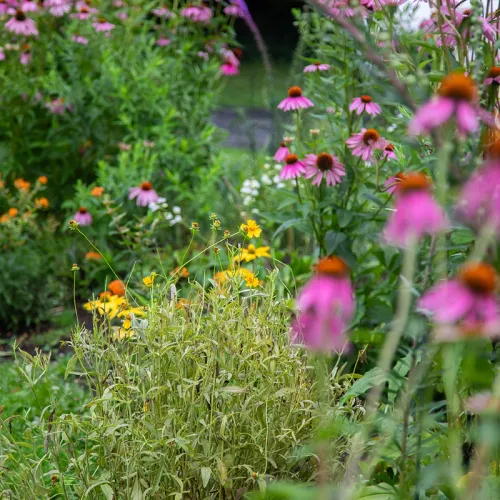 a pollinator garden with purple coneflower lanceleaf coreopsis and butterfly weed