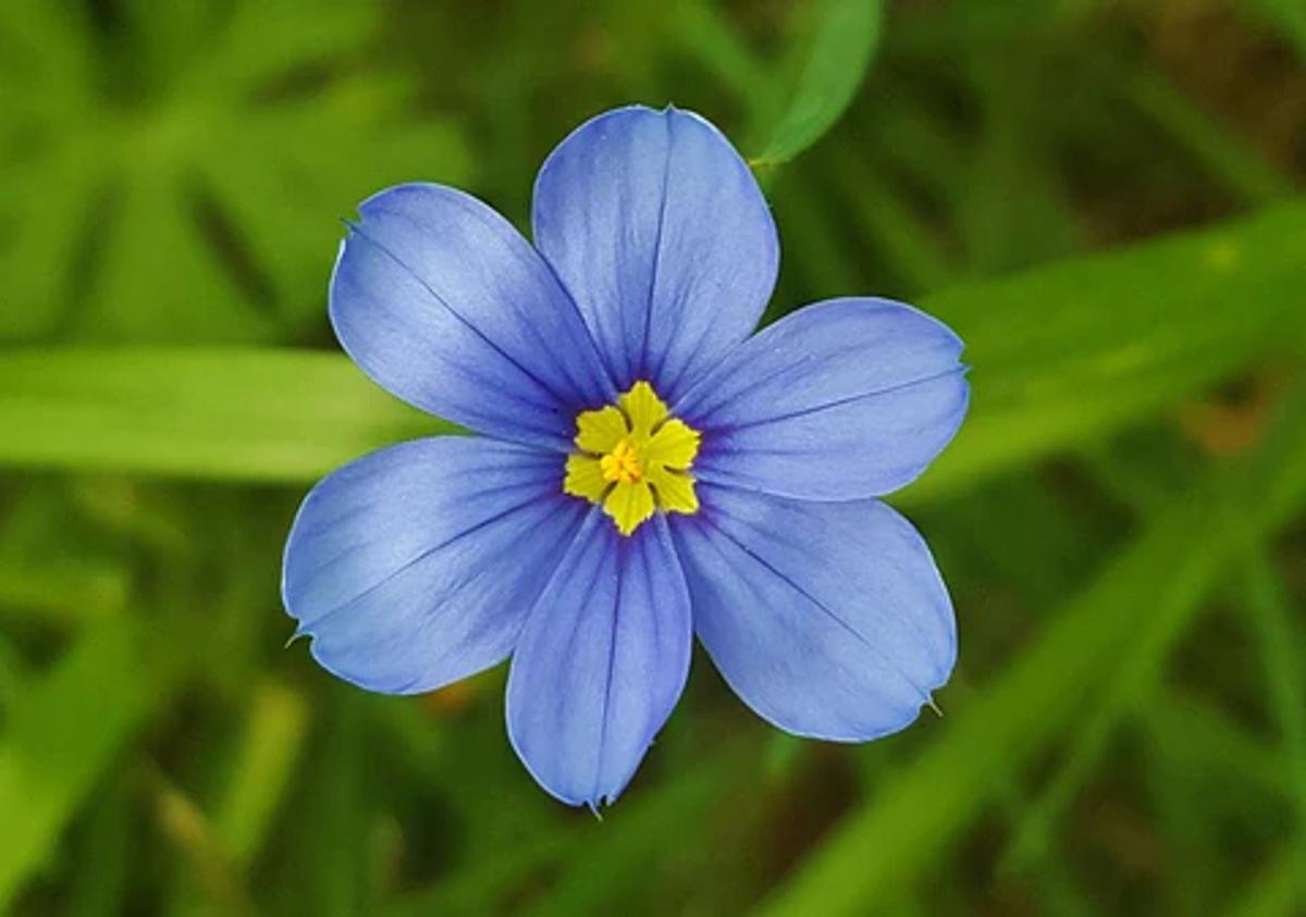 blue-eyed grass flower