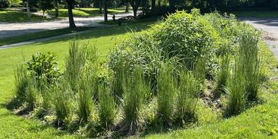 Prairie Junegrass in a native garden