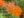 Close-up of Butterfly Milkweed