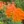 Close-up of Butterfly Milkweed