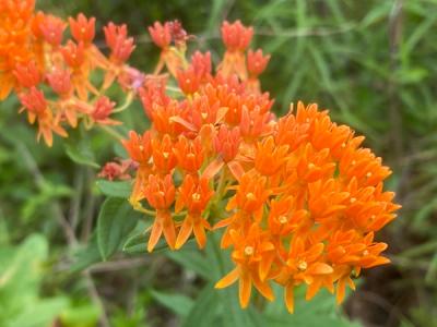 Close-up of Butterfly Weed