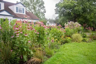 A flower rich native garden in the front lawn of a home property.