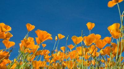 California poppy