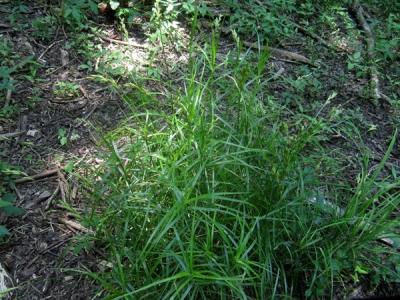Close-up of Palm Sedge