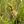 Close-up of Bebb's Sedge