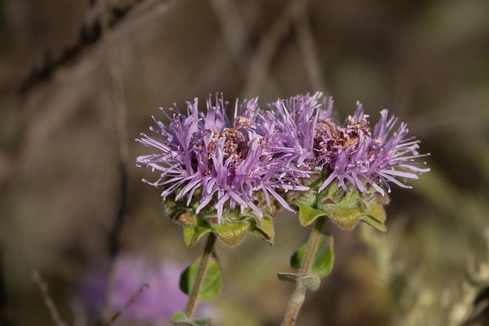 Coyote Mint in Bloom