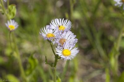 Close-up of Robin's Plantain