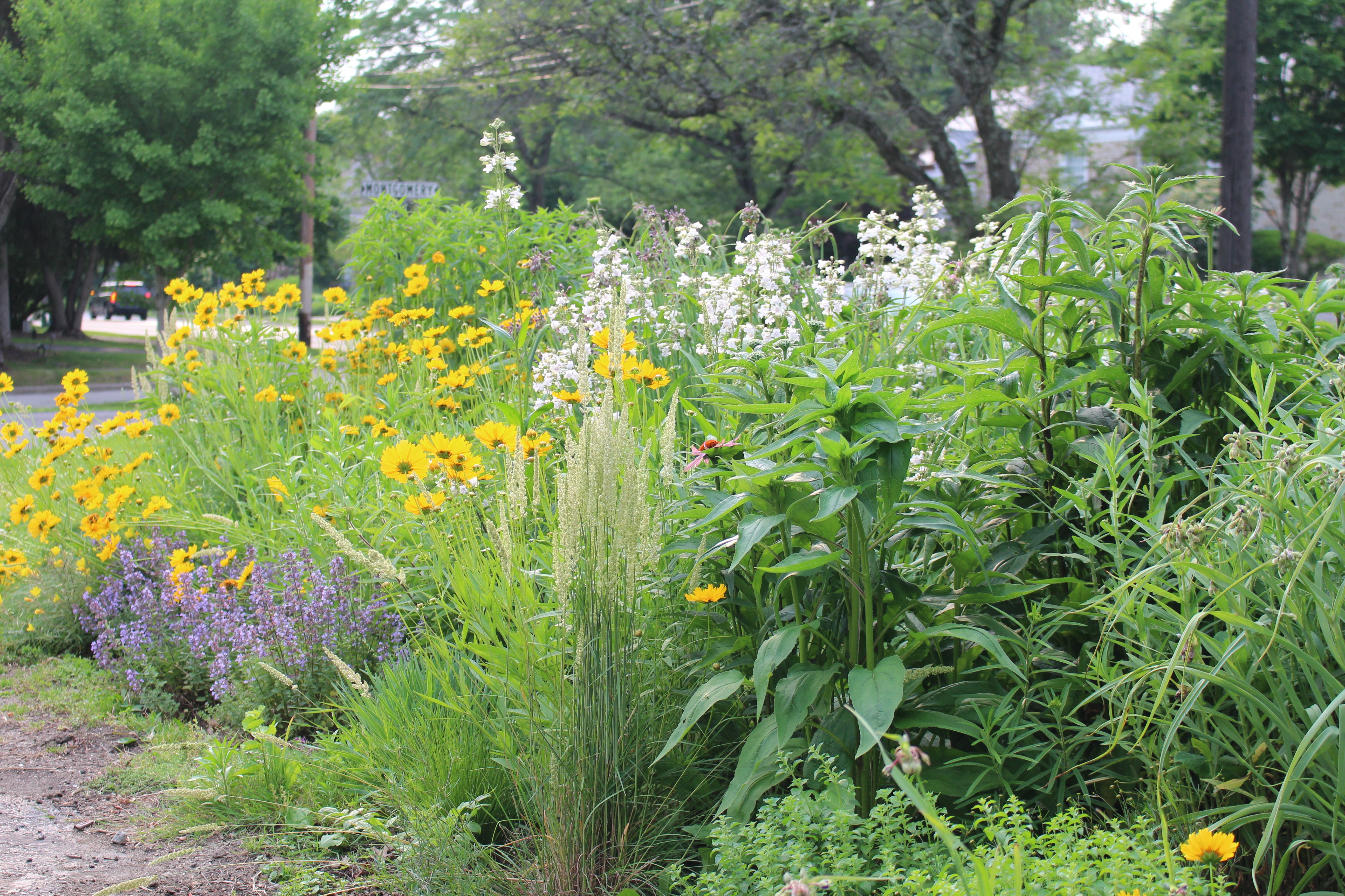 a colorful native plant garden