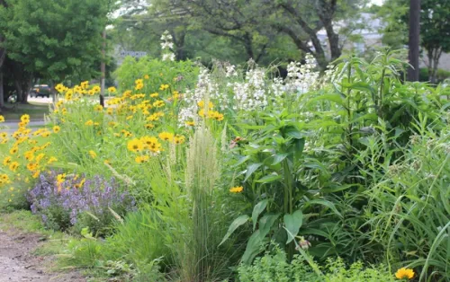 a colorful native plant garden