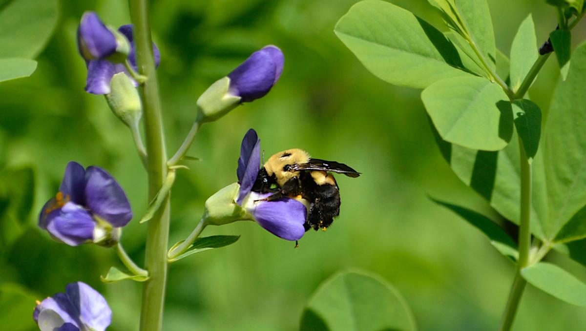 bumblebee on false blue indigo