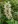 Close-up of Purple Giant Hyssop