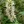 Close-up of Purple Giant Hyssop
